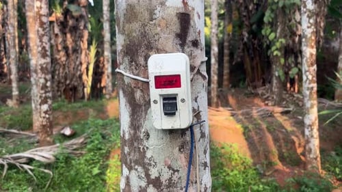 Electrical Box Attached to Tree in Forest