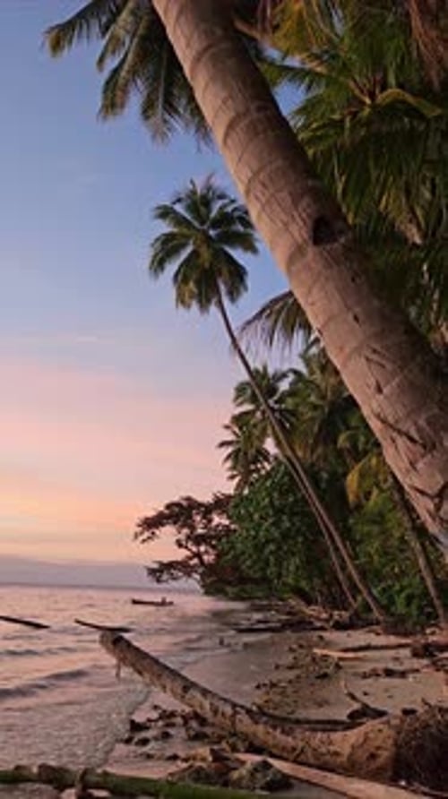 Bright Sunset with Coconut Palm Trees and Sea Vertical Shot Walking on Beach