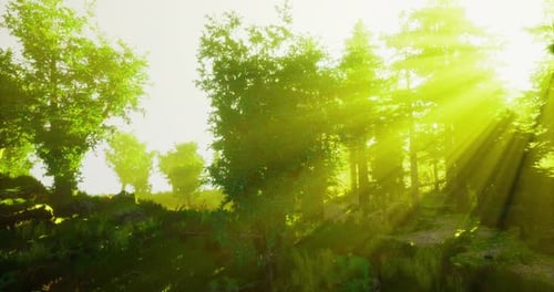 Sunlight Filters Through Trees in a Serene Forest During Golden Hour