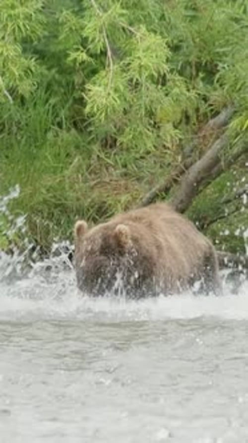 Brown bear catch salmon