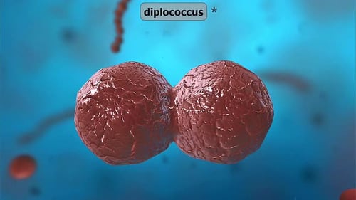 3D Animation of Diplococcus Bacteria Division Process
