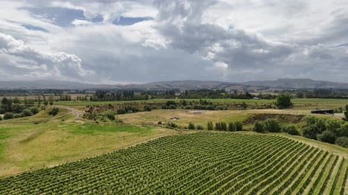 Stunning Aerial Panorama of Lush Vineyards New Zealand
