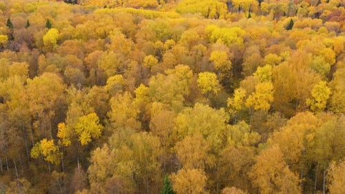 Autumn Forest Top View Crowns of Trees with Yellow Foliage Deciduous Forest in the Fall