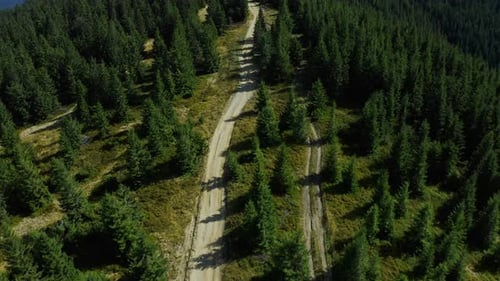 Mountain Timber Path Drone View with Tranquil Peaceful Sequoia Trees Growing. Stunning