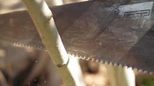 A pair of hand saw with a very sharp blade is on a tree branch