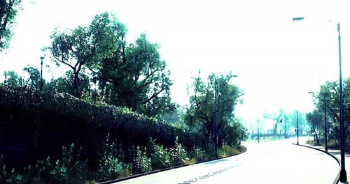 Summer Afternoon Driving on a Quiet Road Surrounded By Lush Greenery