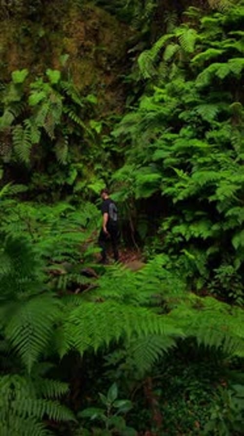 Randonnées touristiques à travers une forêt verdoyante et vibrante de La Palma, îles Canaries, végétation luxuriante et fougères