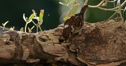 Sparrow Foraging on a Tree Branch in Daylight