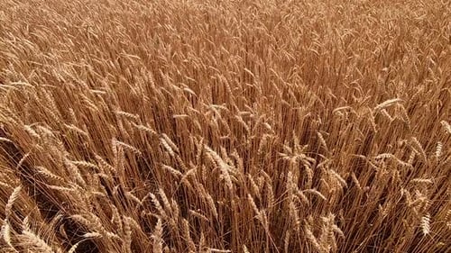 Ears Spikes of Wheat Swaying From Wind in Wheat Field Closeup Agro Industrial