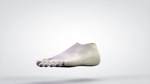 Animated 3D Human Foot Model Rotating Loop for Medical Health Content
