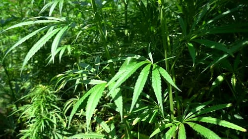 Push In Shot of Cannabis Plant or Hemp Leaf on a Bright Sunny Day, Shot at 100 FPS, Slow Motion