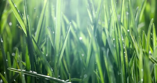 Grünes Gras in Nahaufnahme Regentropfen, die langsam auf das Gras fallen. Aufgenommen mit einer Superzeitlupenkamera
