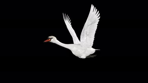 Cisne blanco, ave acuática salvaje, bucle volador, primer plano, ángulo frontal aéreo, canal alfa, 4K