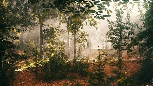 La lumière brille dans la nature