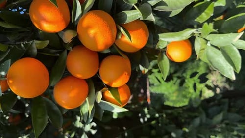 Vertical Footage Juicy Ripe Oranges Fruit Branch of the Orange Tree in the Garden