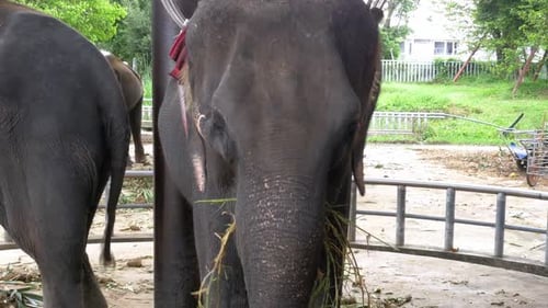 Los elefantes del zoológico con un carro en la espalda se comen Tailandia y Asia