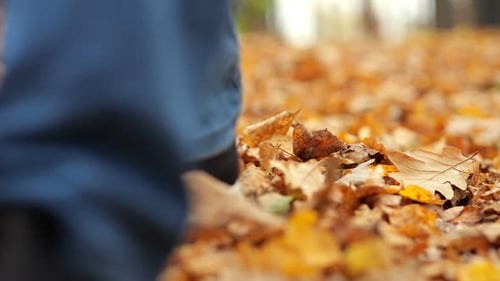Male Legs Walk on Ground Covered with Yellow Dry Leaves