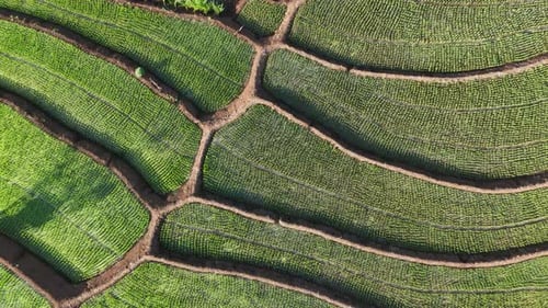 Drone view from top of beautiful rice field terrace