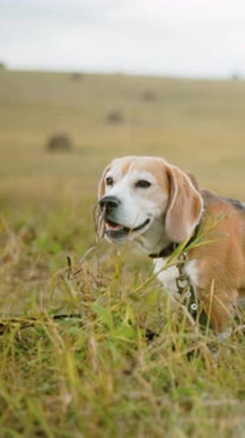 Curious Dog Sniffing Grass While Wearing Leash in Open Field