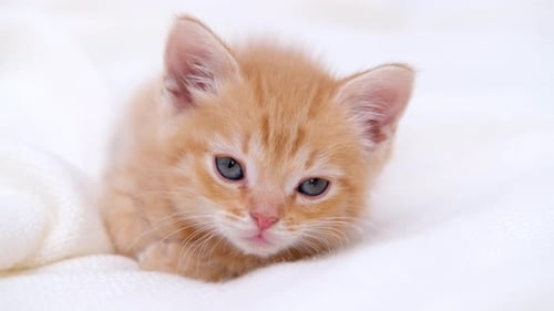 Adorable Orange Kitten Resting on White Blanket