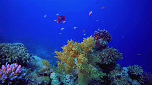 Reef Coral Garden bajo el agua