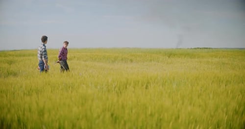 Farmer Examining Crops In Agriculture Field Wheat Before Harvesting