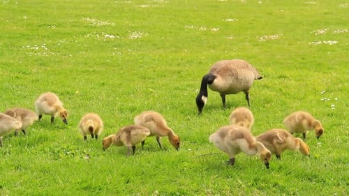 Mother Goose and Goslings Feeding on Green Grass