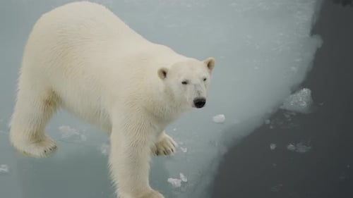 Solitary Polar Bear Strides Across Fractured Sea Ice Beside Dark Open Water Its Thick White Fur