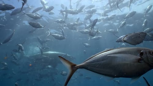 Battle Scarred Great White Shark Carcharodon carcharias 4k badly scarred shark close ups Neptune Isl