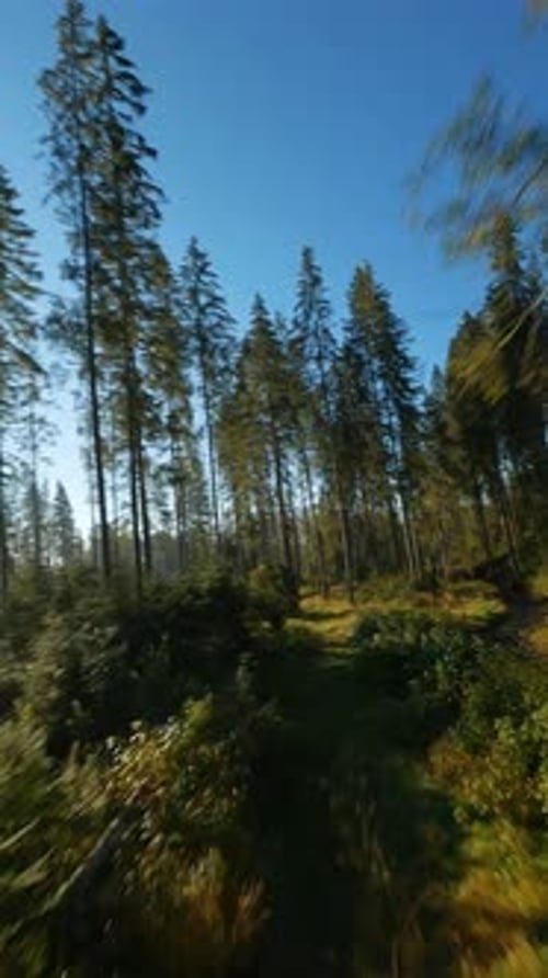 Aerial View of Forest Stream on Sunny Day
