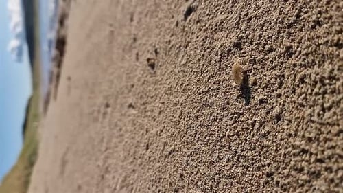 Sandhopper disfrutando de la playa en Narin, Condado de Portnoo, Donegal, Irlanda