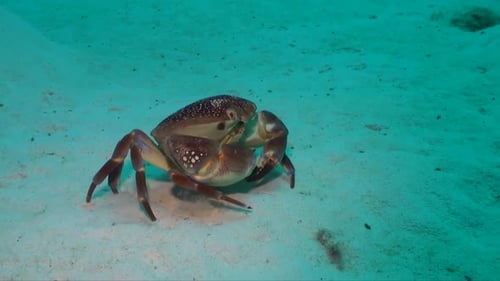 A coral crab walks steadily across the sandy ocean floor, making its way through the underwater scen