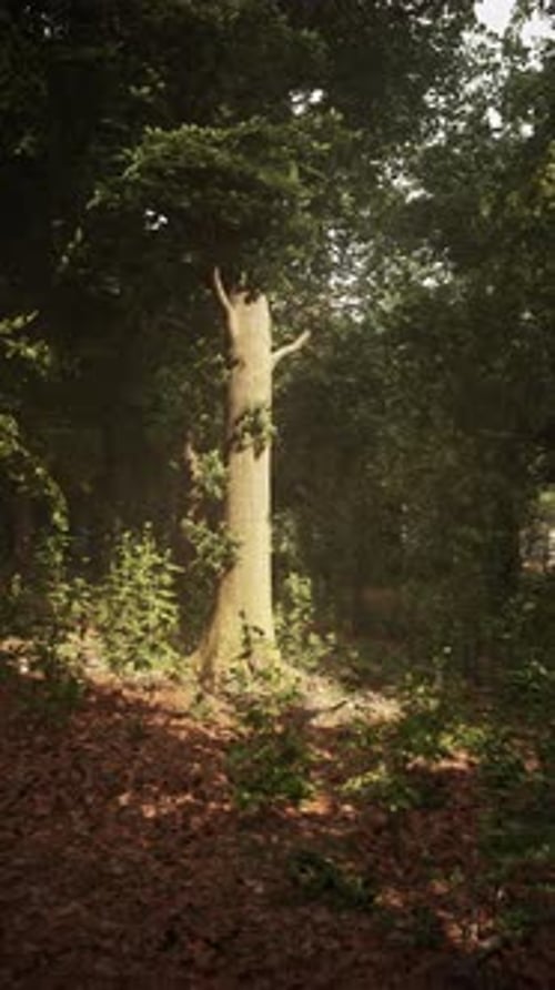 Sunlight Filters Through Trees in a Peaceful Forest Setting During Daytime