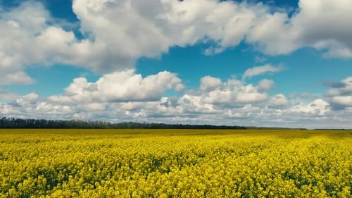 Blühendes Rapsfeld an einem sonnigen Tag im Flug über atemberaubende gelbe Rapsfelder im Frühjahr, Luftbild