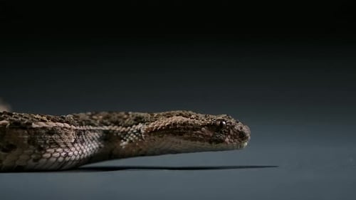 cottonmouth snake flicking tongue side angle low - studio