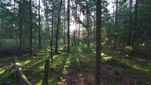 A sunset in the woods with sun rays penetrating through the forest