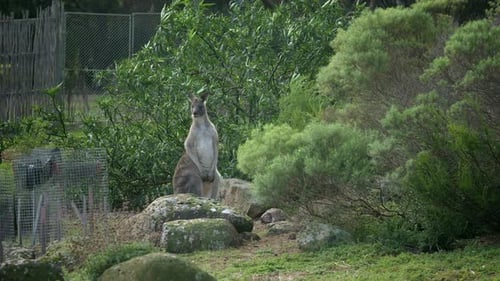 Majestic Kangaroo Posing in a Natural Habitat
