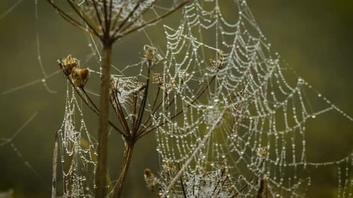 Morning Dew Covering Spider Web Between Dry Plants in Mystical Forest Enchanted Fog Shaping Soft