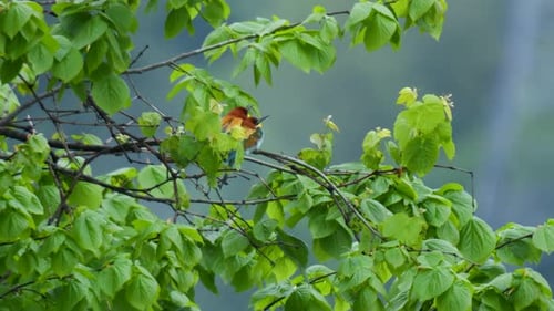 European Bee Eater