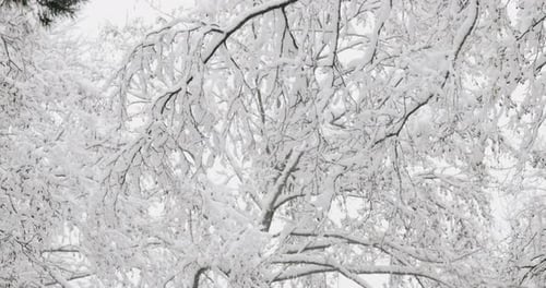 Beautiful Snowy White Forest In Winter Frosty Day