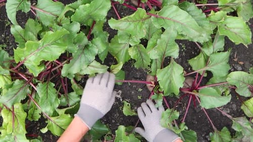 Growing beets. Close-up.