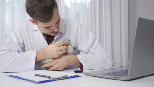Male veterinarian examining kitten.