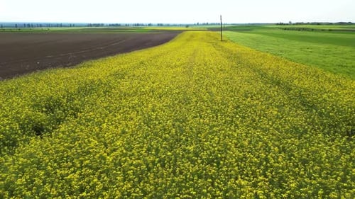 Aerial view of rapeseed fields in Aljmas, Osijek-Baranja, Croatia.