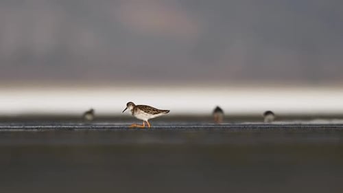 Ruff flock feeding peacefully along lakeside