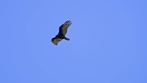 Vulture gliding against the blue sky