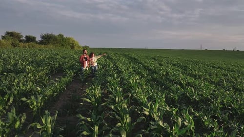 Standing, conception of quality control. Man and woman are on the corn agricultural field.