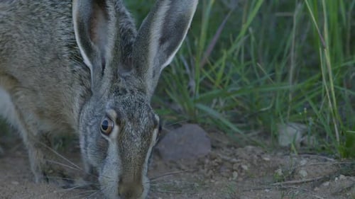 Wild hare running and eating on the road slow motion with big eyes