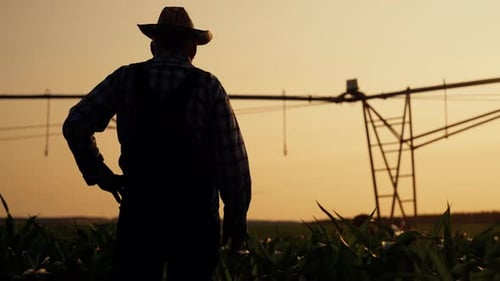 Farmer Silhouette Stands in Cornfield at Sunset