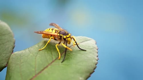 Bee - 2K