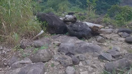 dry fallen tree trunk lying at mountain hiking trails at forest at day